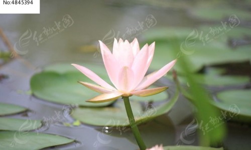 金莲花功效作用与主治-金莲花的功效与禁忌图片-金莲花图片功效和作用,中国金莲花的功效与禁忌网站