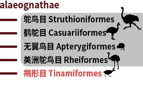 金莲花的功效与禁忌图片-金莲花图片功效和作用,中国金莲花的功效与禁忌网站