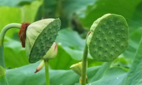金莲花功效作用与主治-金莲花的功效与禁忌图片-金莲花图片功效和作用,中国金莲花的功效与禁忌网站